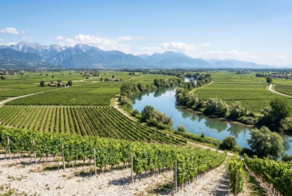 Flat vineyards on pale gravel soils beside the Isonzo river with the Alps in the distance