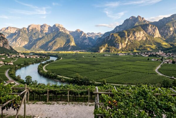 Pergola-trained Teroldego vineyards on the gravelly Piana Rotaliana ringed by dolomite mountains